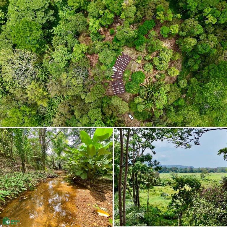 0 bed Land For Sale in Osa, Puntarenas - 1