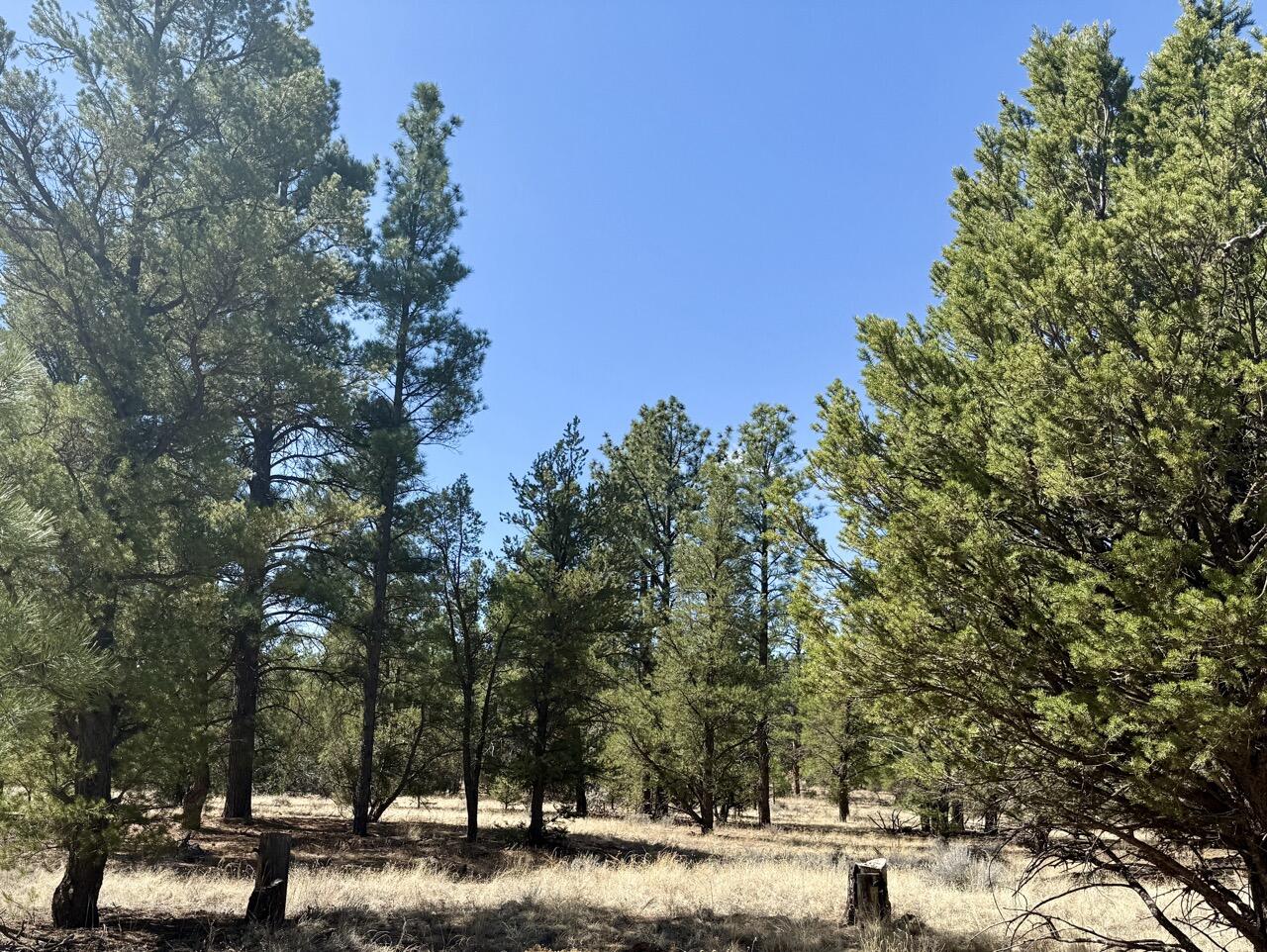 Homes for sale in Ramah, NM | Lot 24 Timberlake Rd, Ramah, NM 87321 | MLS# 1082502