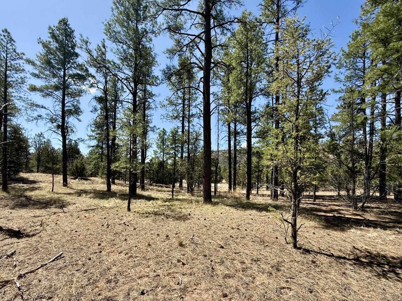 Homes for sale in Ramah, NM | Lot 24 Timberlake Rd, Ramah, NM 87321 | MLS# 1082502