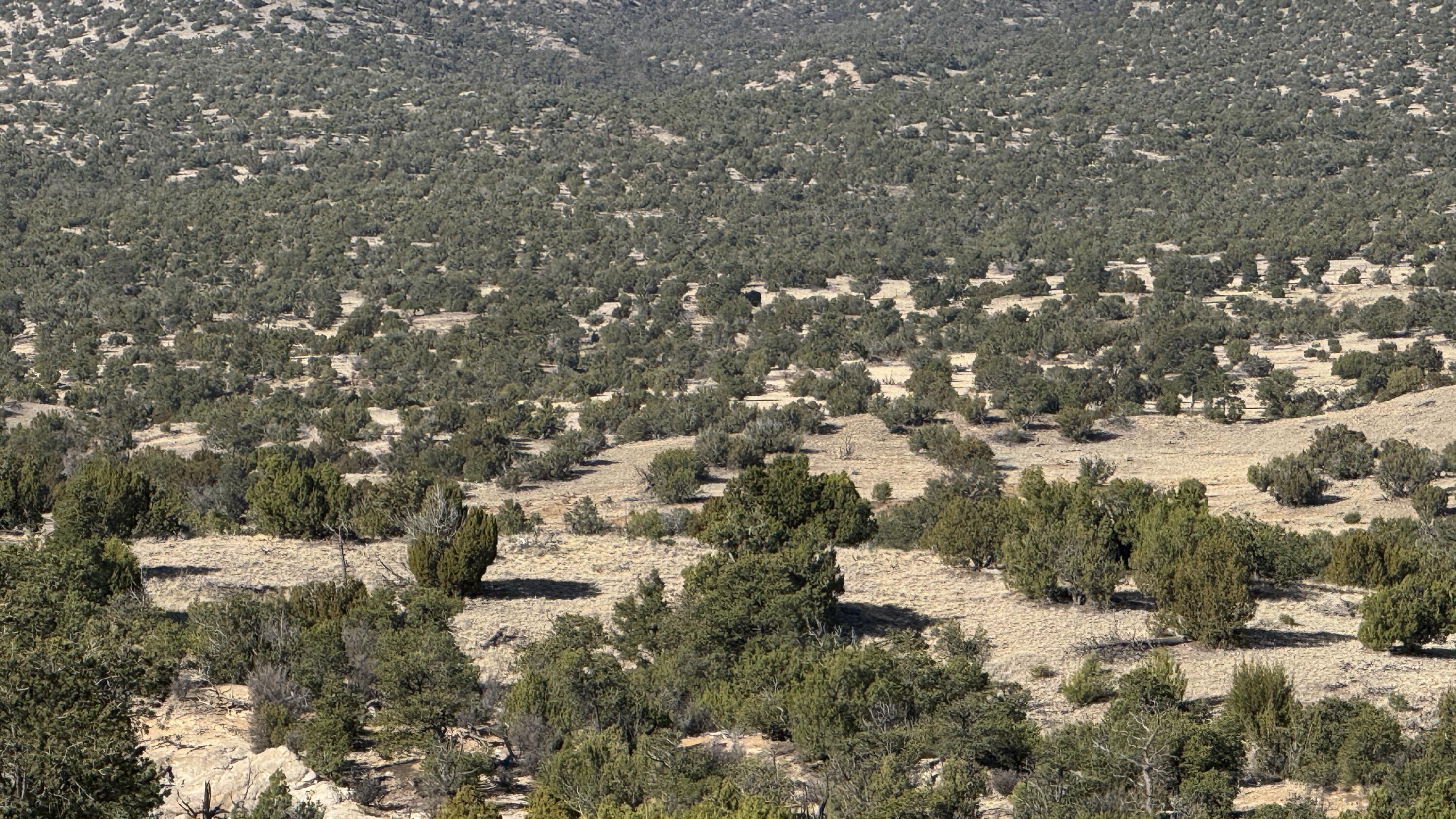 Homes for sale in Magdalena, NM | Lot 21 Pinon Springs Ranch, Magdalena, NM 87825 | MLS# 1082866