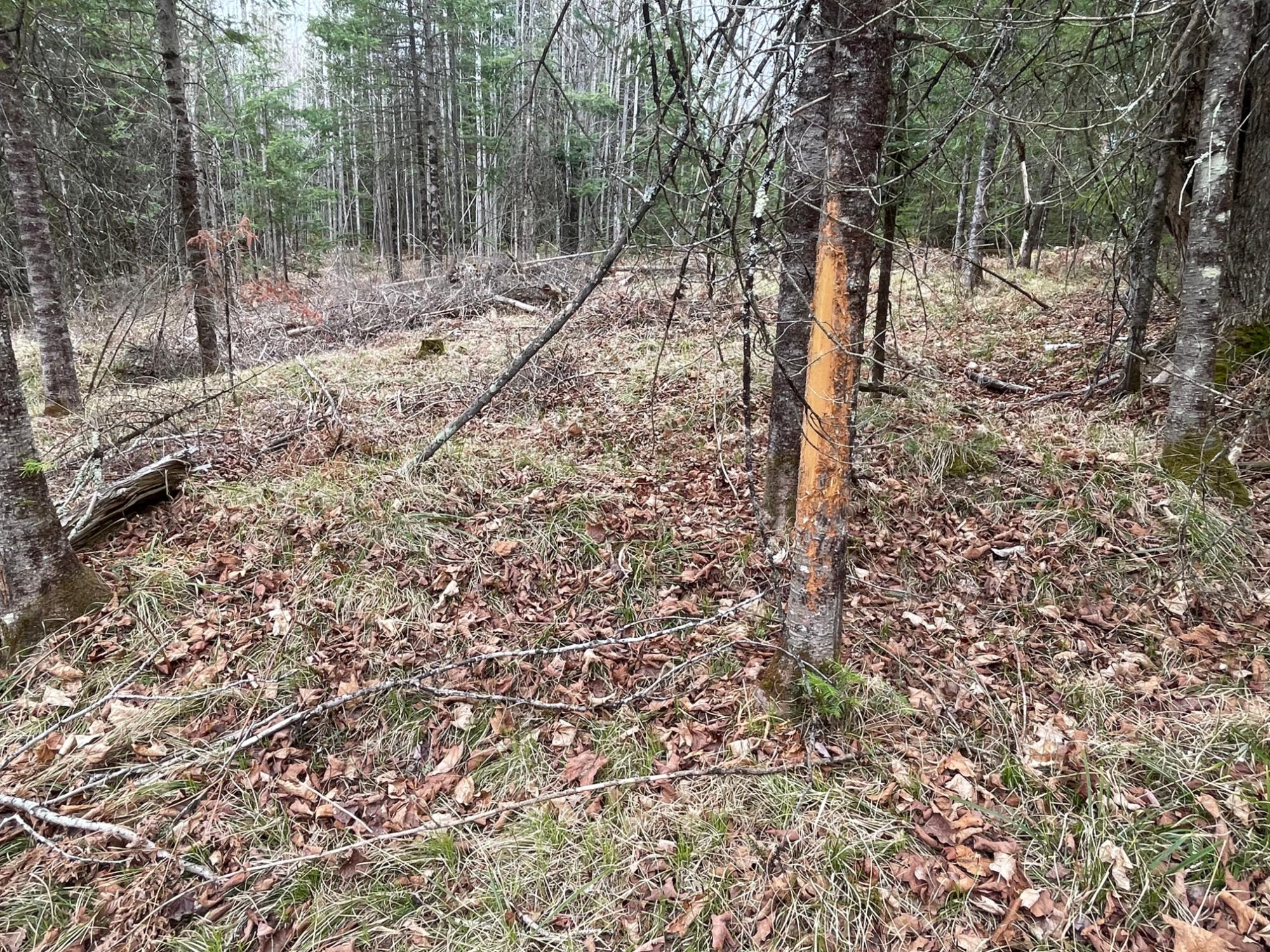 Sweeney Lake Property N13038 Hicks Landing Rd Photo 84