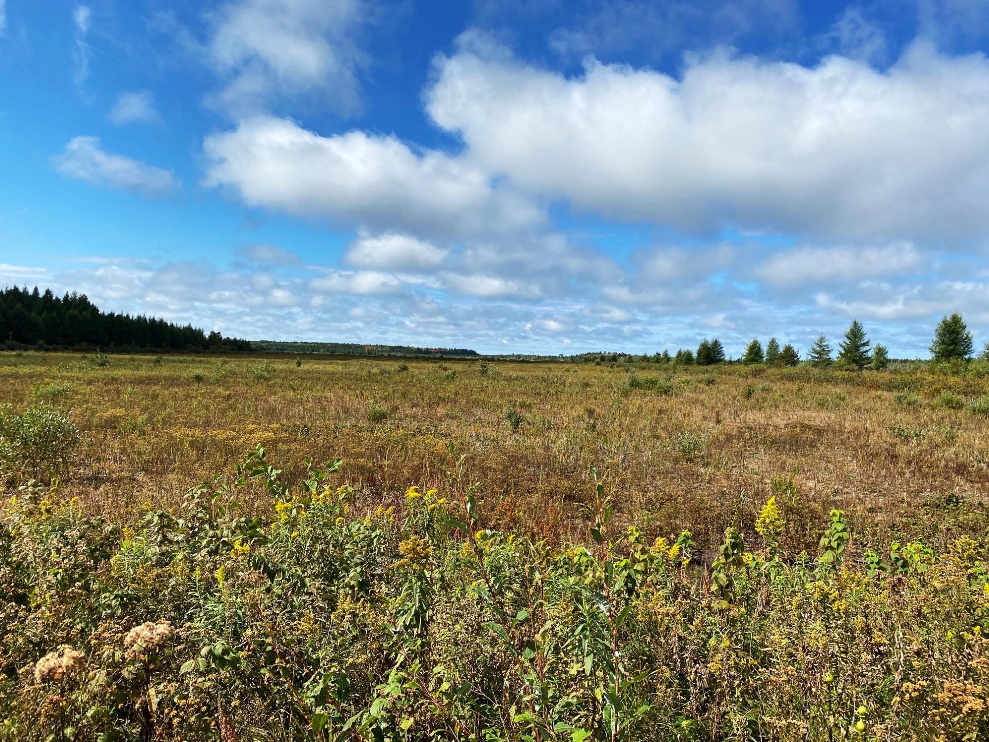 Undocumented Lake Property 700 Ac Hwy 51 Photo 24