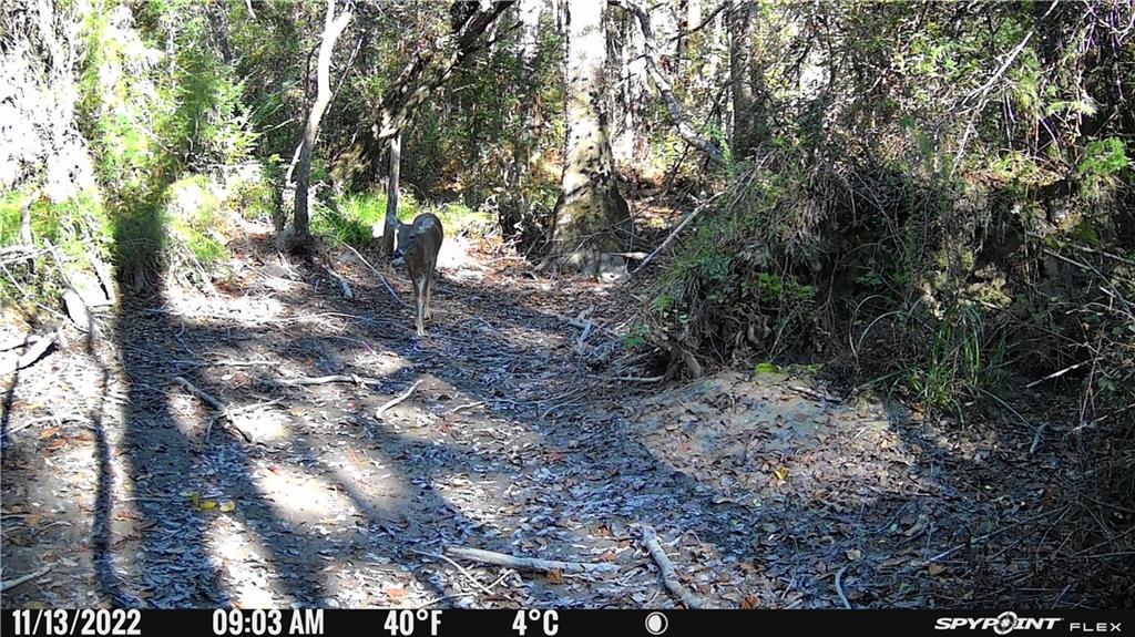 Homes for sale in Independence, LA | 54050 Addison Rd, Independence, LA 70443 | MLS# 2500501