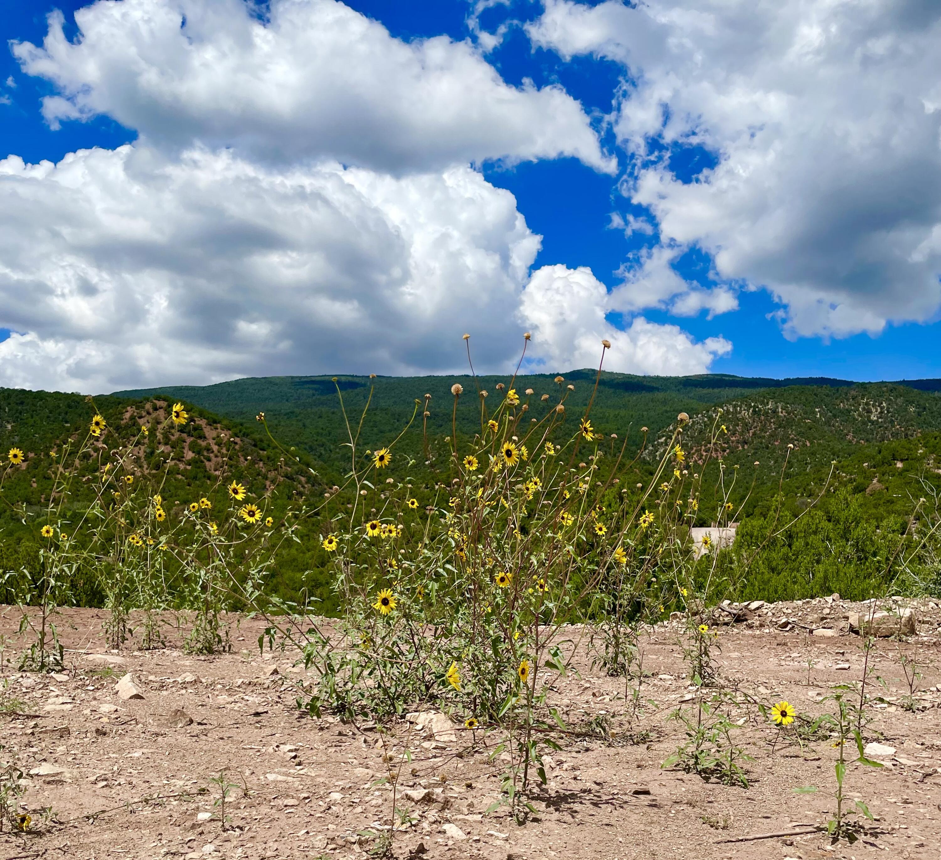Homes for sale in Cedar Crest, NM | 13 Vista Grande, Cedar Crest, NM 87008 | MLS# 1084195