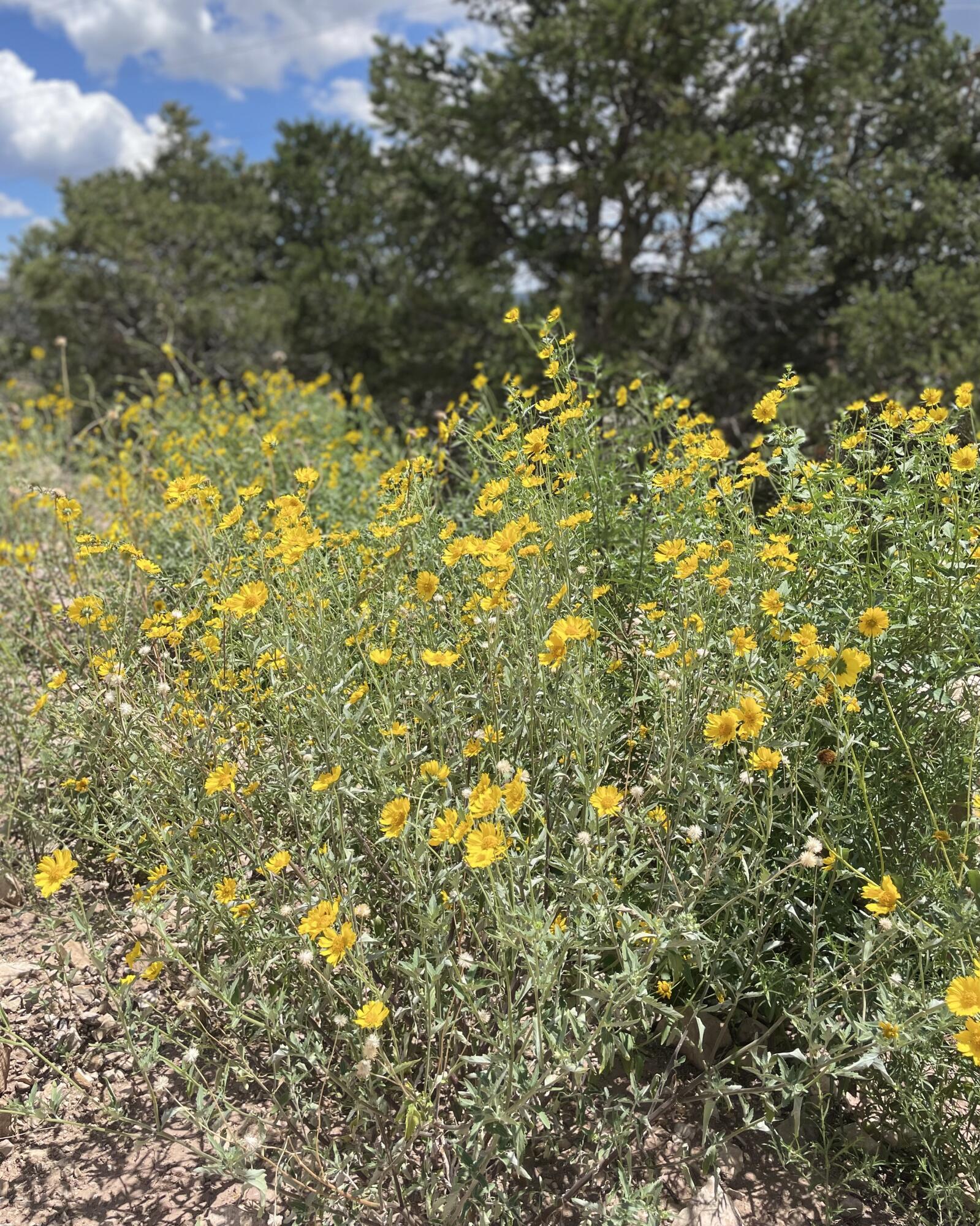 Homes for sale in Cedar Crest, NM | 13 Vista Grande, Cedar Crest, NM 87008 | MLS# 1084195
