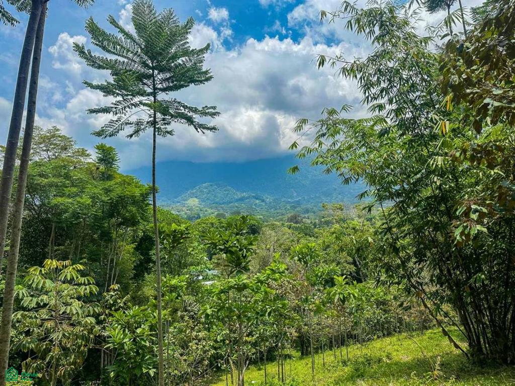 0 bed Land For Sale in Osa, Puntarenas - 1