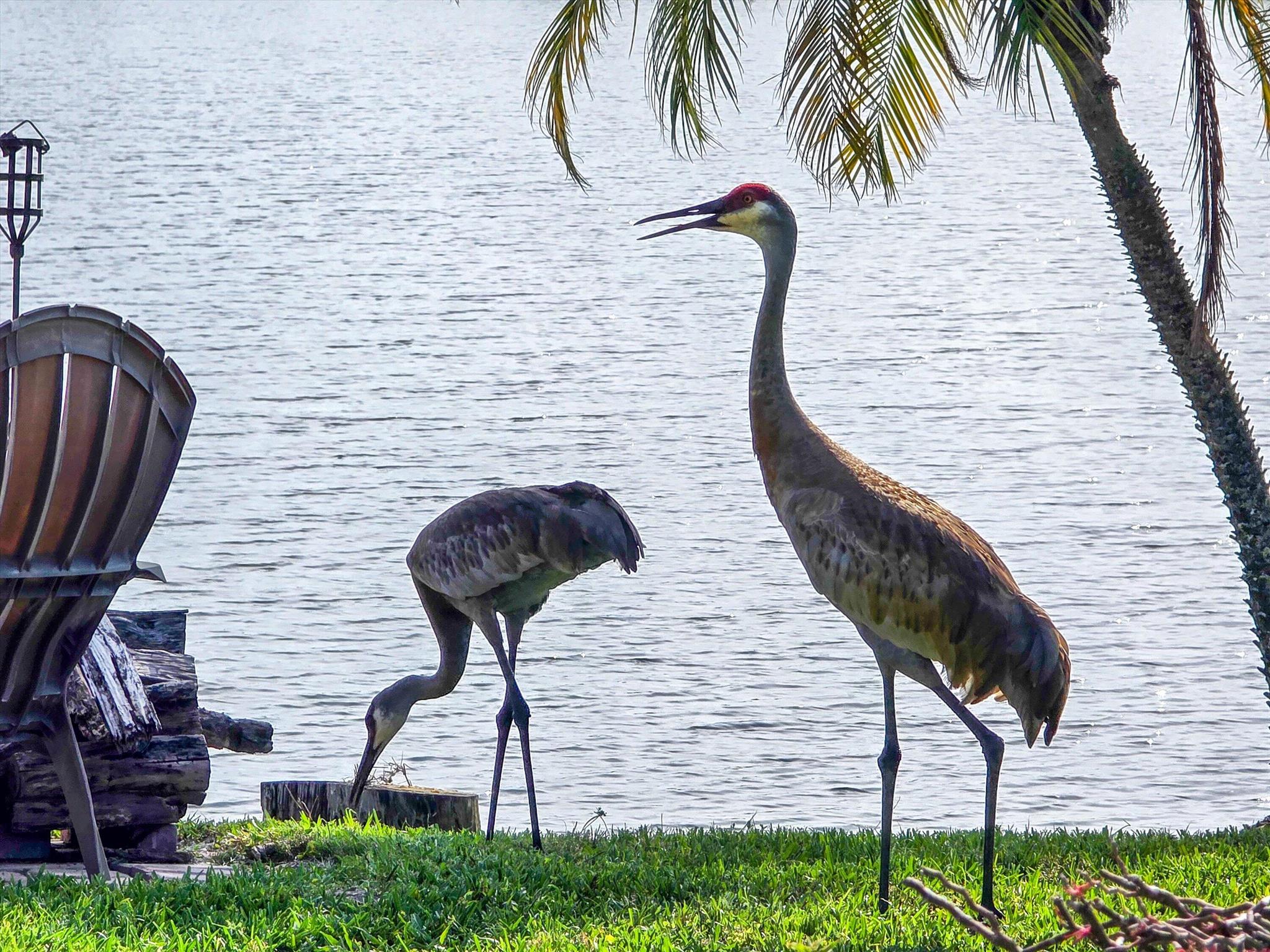 Homes for sale in Palm City, FL | 1936 Sw Wood Duck Lane, Palm City, FL 34990 | MLS# R11093114