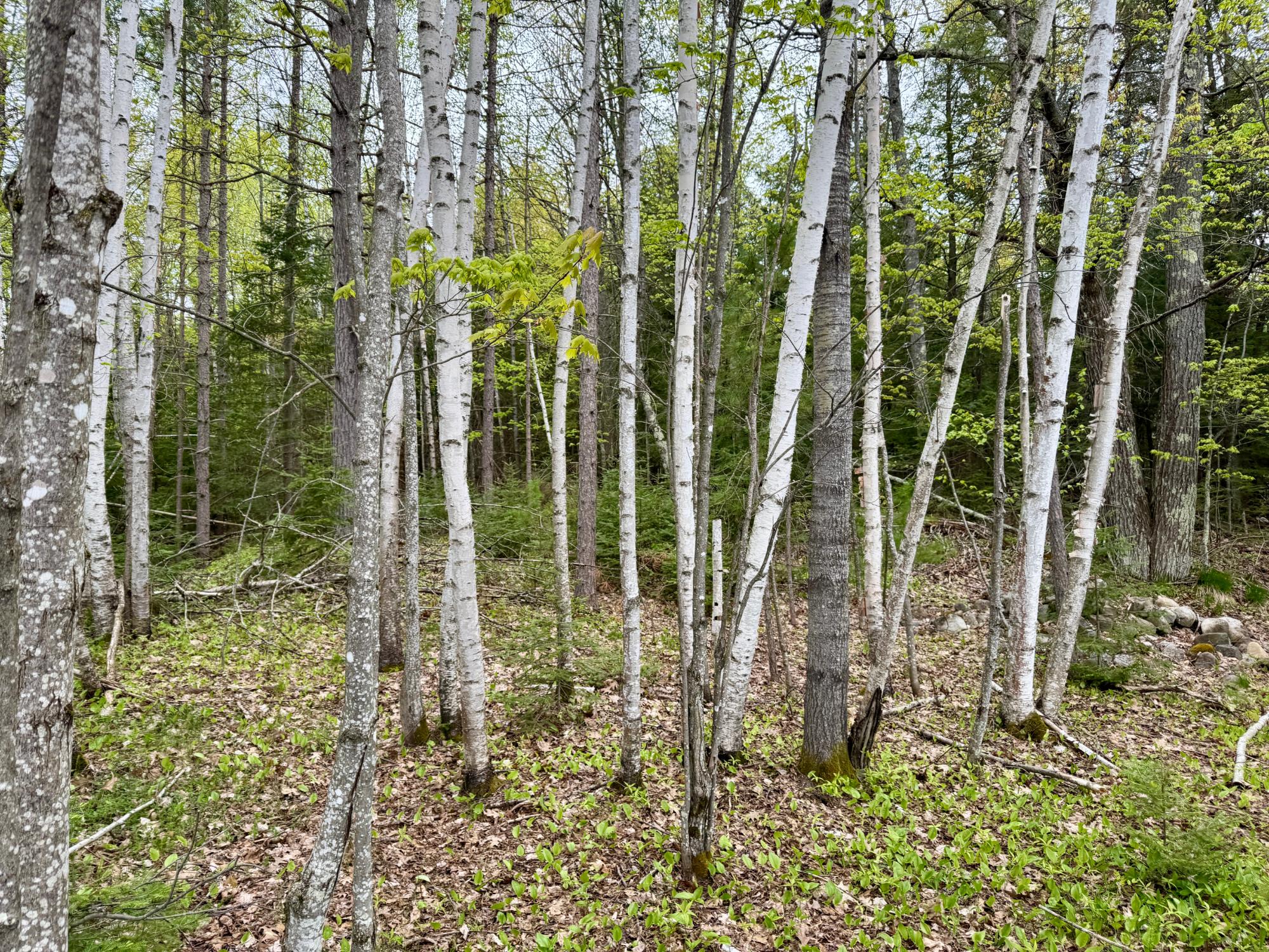 Butternut Lake Property 15042 Lakeview Rd Photo 4