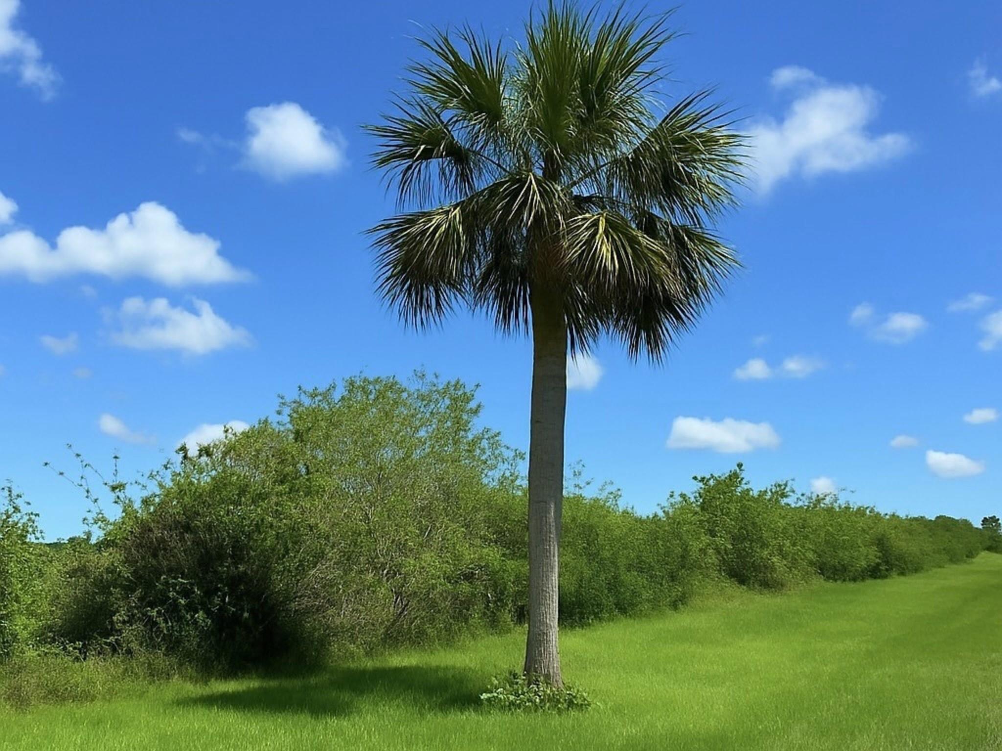 Sherman Wood Ranches