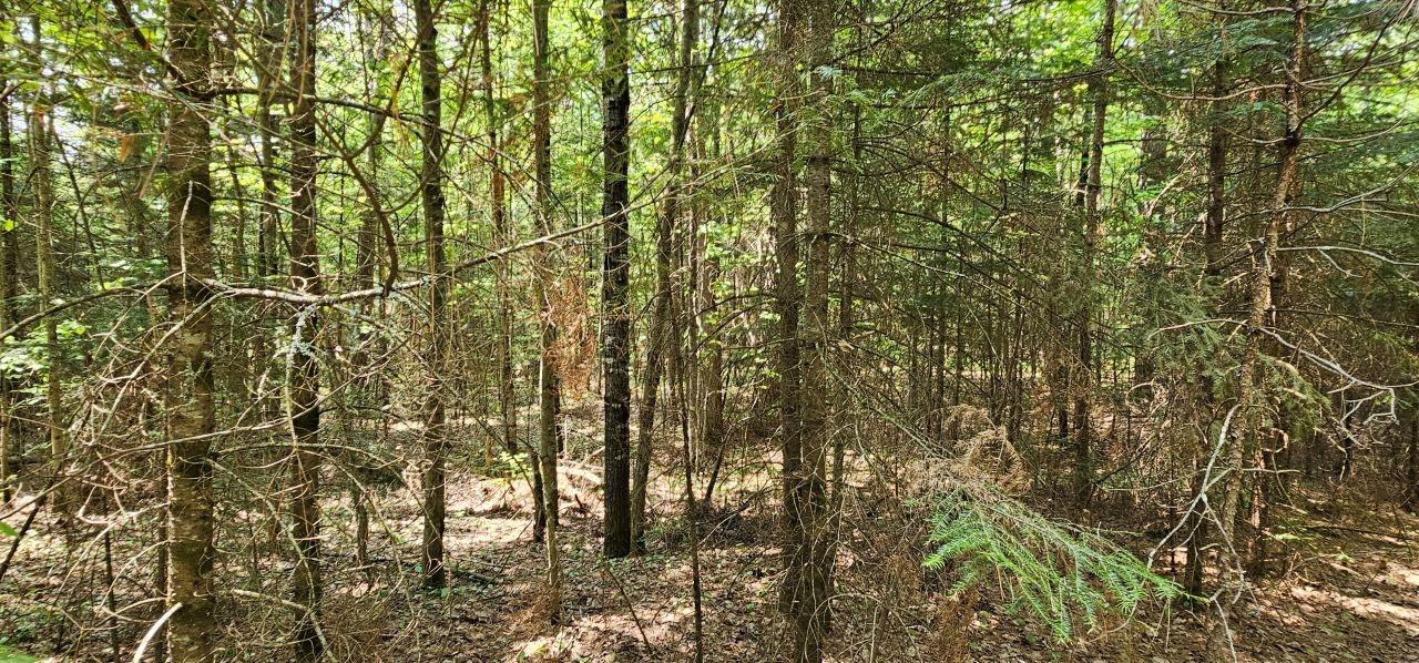 Grant Lake Property TBD off Deer Rd Photo 10