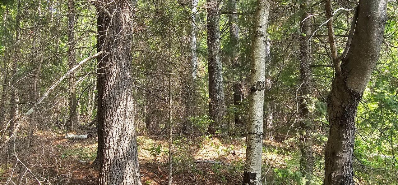 Undocumented Lake Property TBD off Deer Rd Photo 11