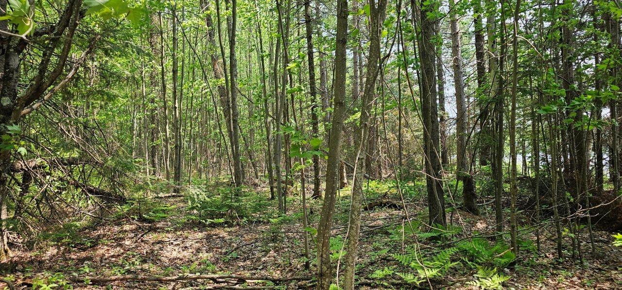 Undocumented Lake Property TBD off Deer Rd Photo 12