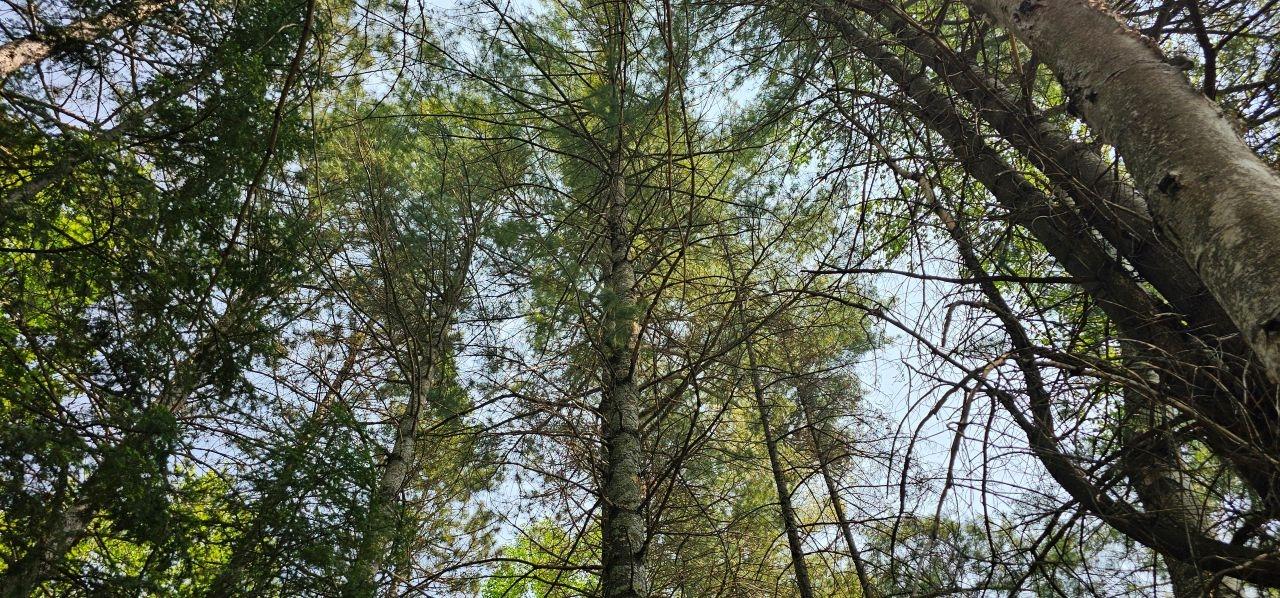 Undocumented Lake Property TBD off Deer Rd Photo 13