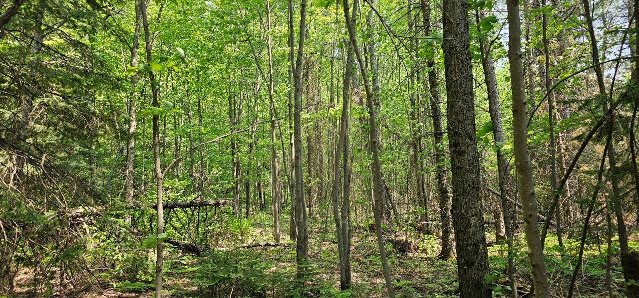 Undocumented Lake Property TBD off Deer Rd Photo 15