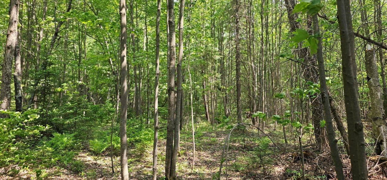 Grant Lake Property TBD off Deer Rd Photo 24
