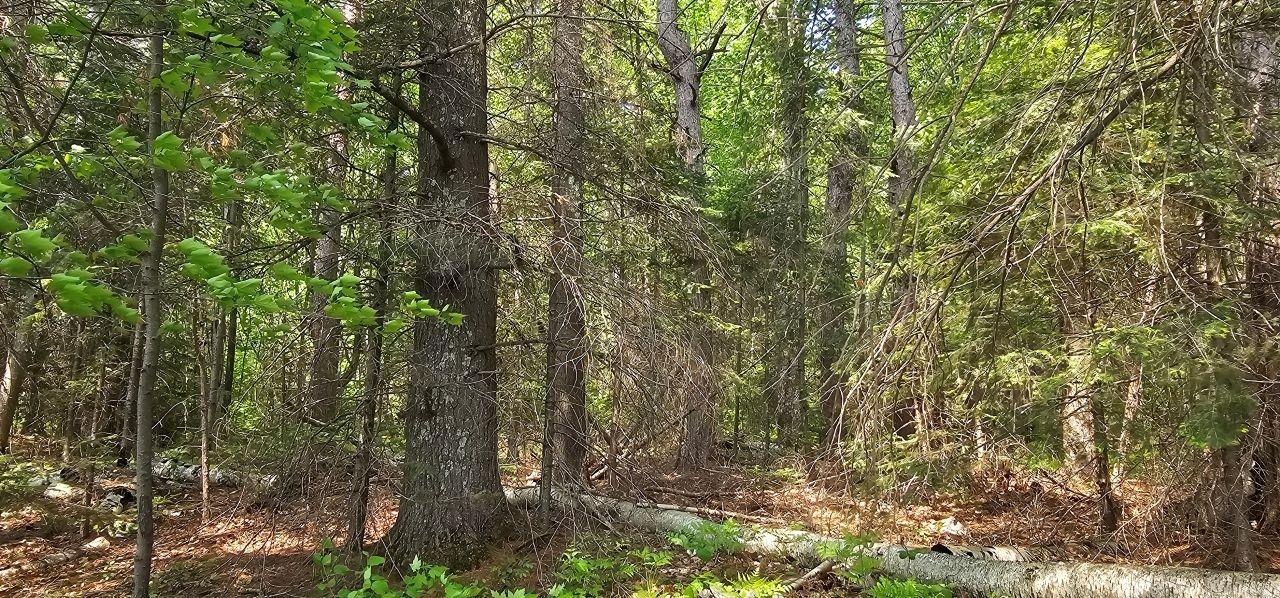 Grant Lake Property TBD off Deer Rd Photo 25