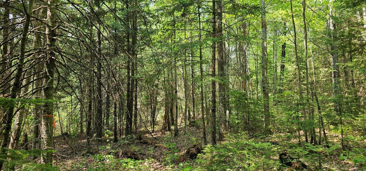 Grant Lake Property TBD off Deer Rd Photo 27