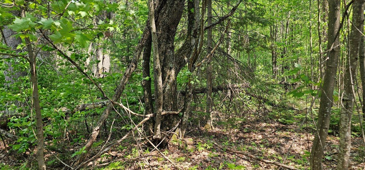 Grant Lake Property TBD off Deer Rd Photo 30