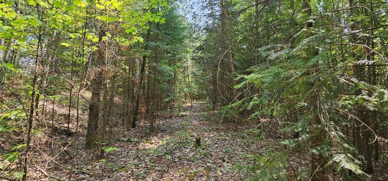 Undocumented Lake Property TBD off Deer Rd Photo 6