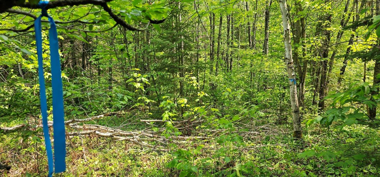 Undocumented Lake Property TBD off Deer Rd Photo 7