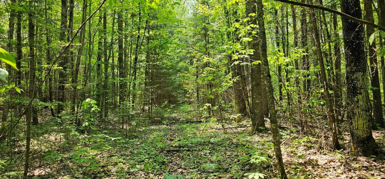 Undocumented Lake Property TBD off Deer Rd Photo 8