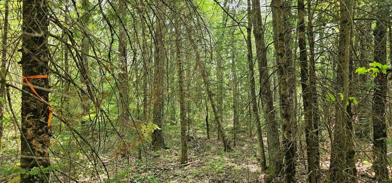 Grant Lake Property TBD off Deer Rd Photo 9
