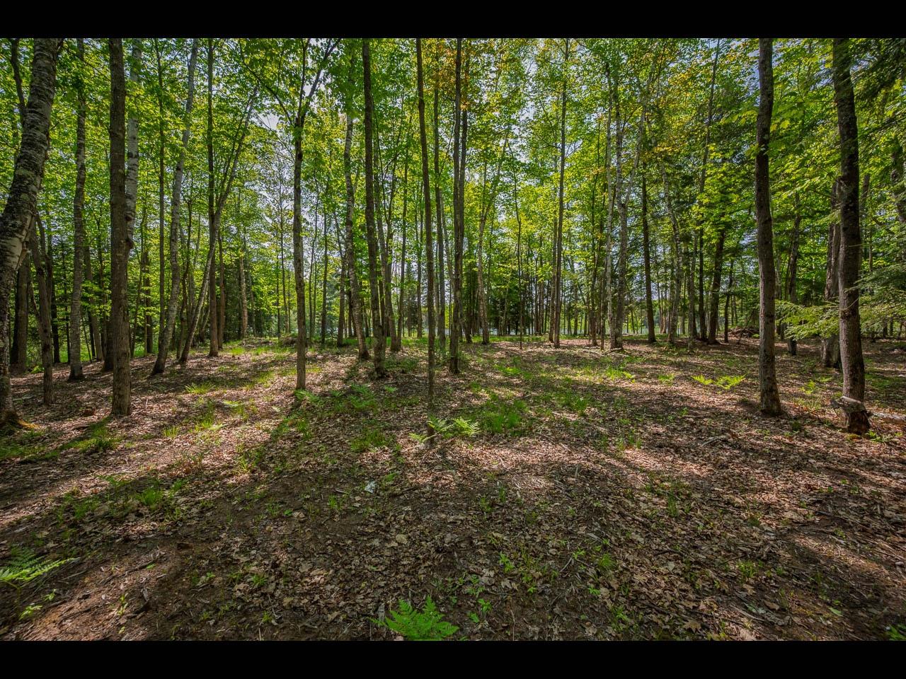 Clearwater Lake Property Lot 12 Kinderhook Tr Photo 4