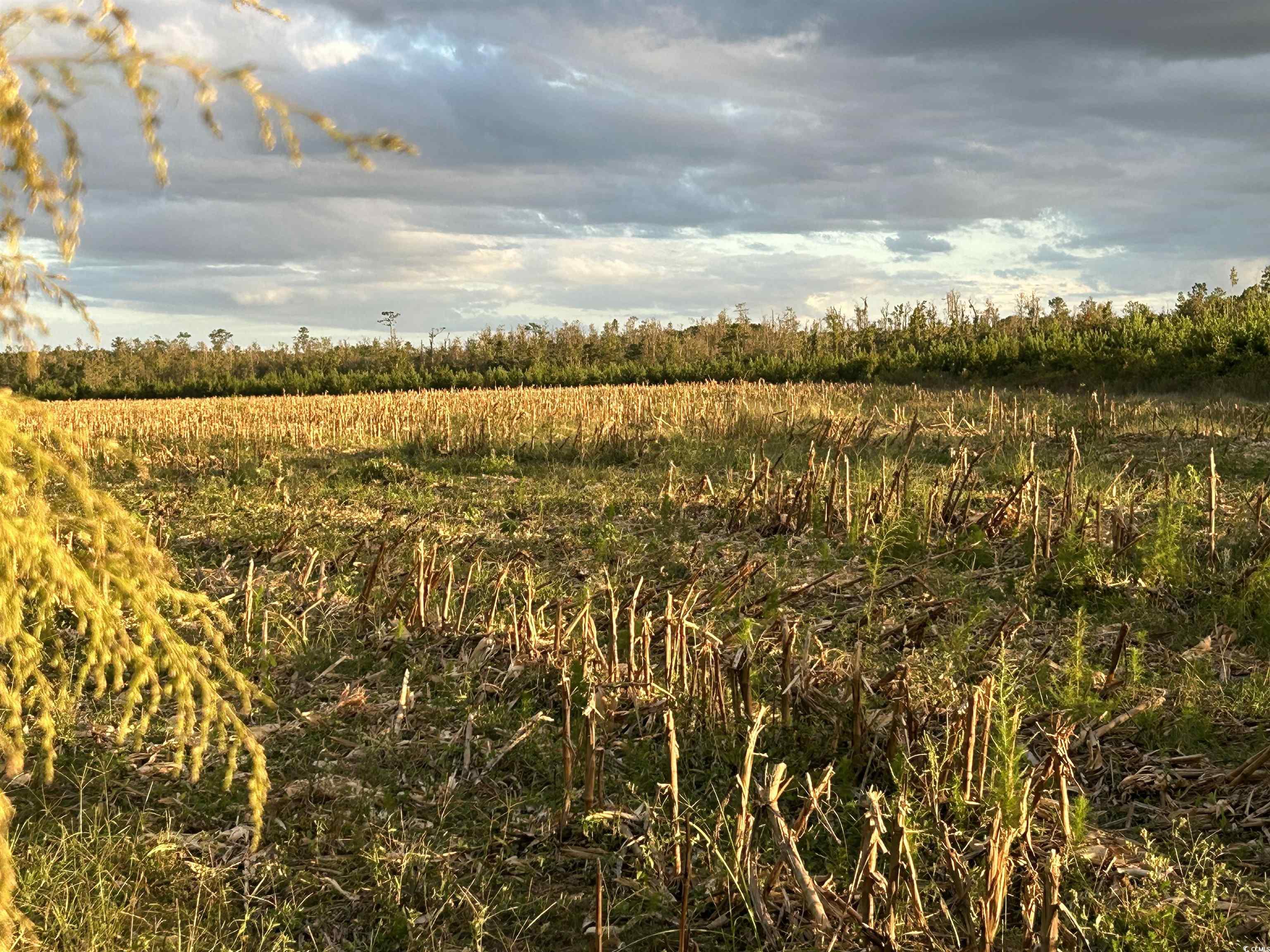 Fc Cox Rd. Hemingway, SC 29554