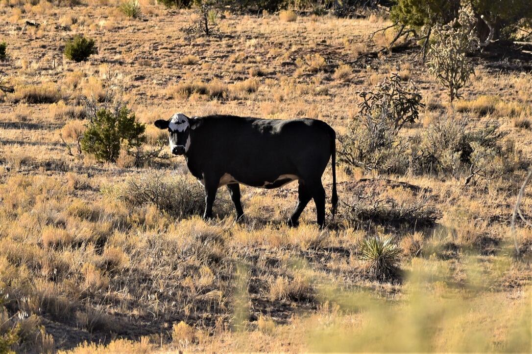 Homes for sale in Mountainair, NM | 1747 Deer Canyon Trl, Mountainair, NM 87036 | MLS# 1085990