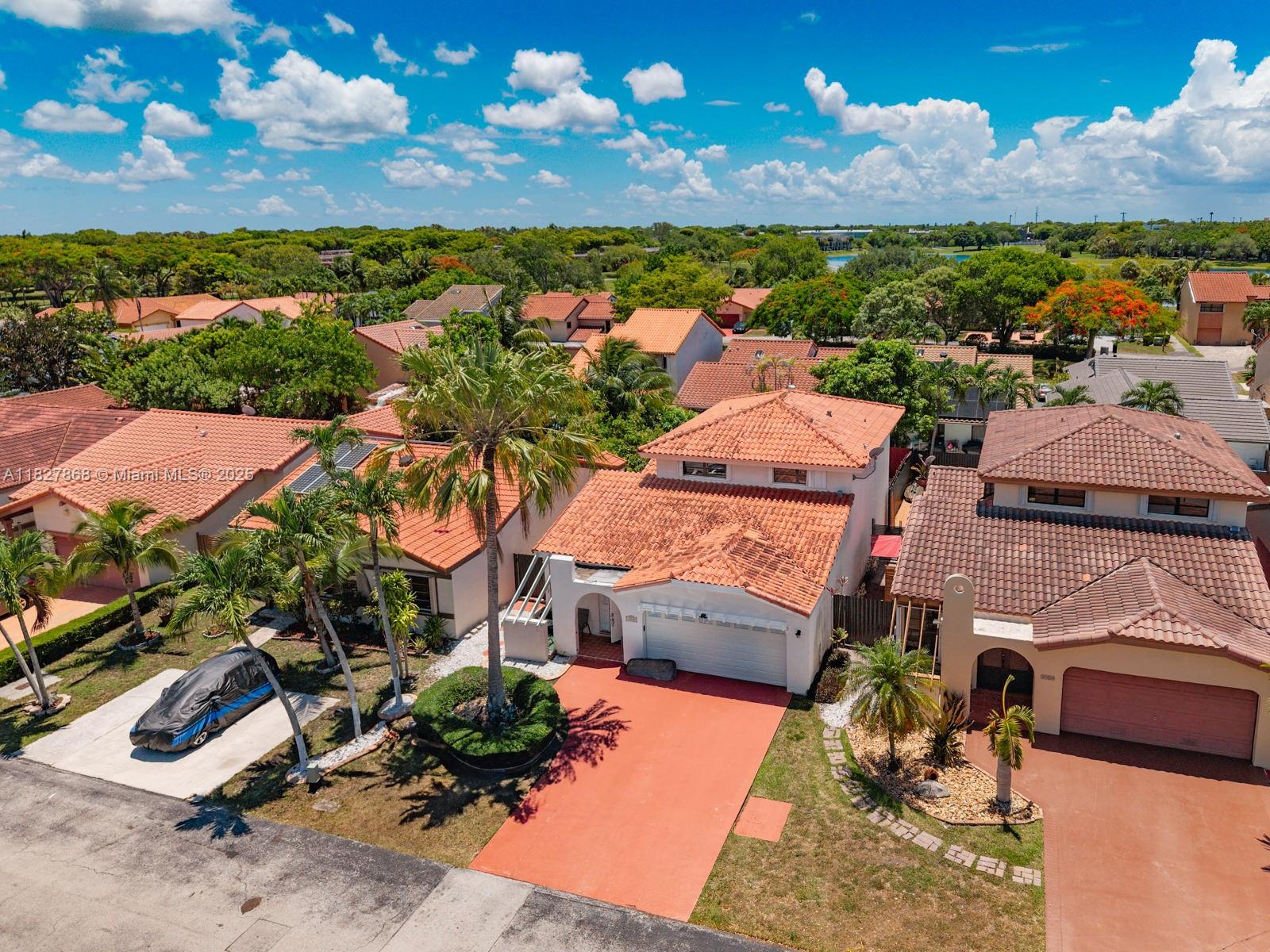 Live Oak Of The Hammocks