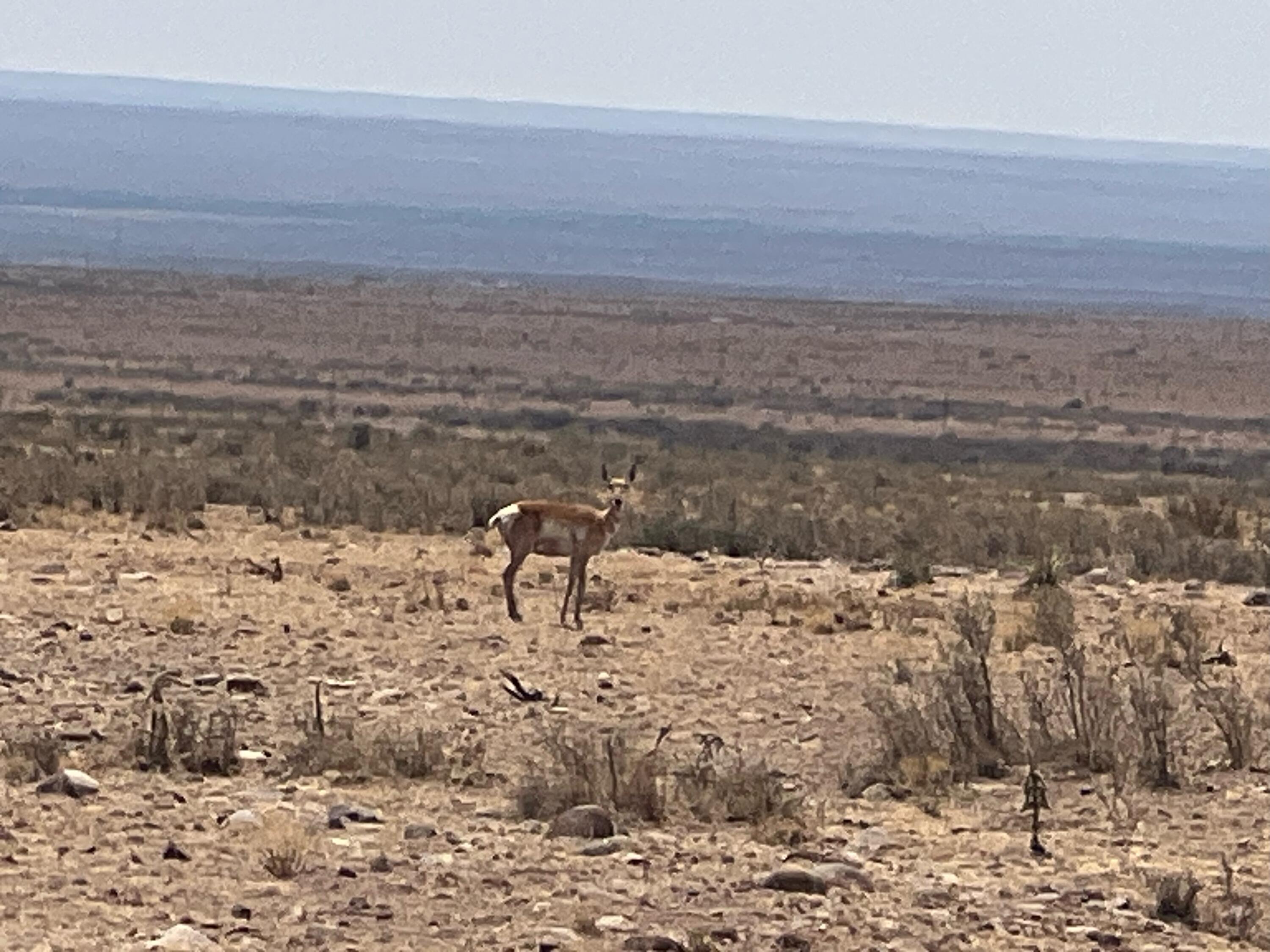 Homes for sale in San Antonio, NM | Rolling Hills Lot 47, San Antonio, NM 87801 | MLS# 1086792