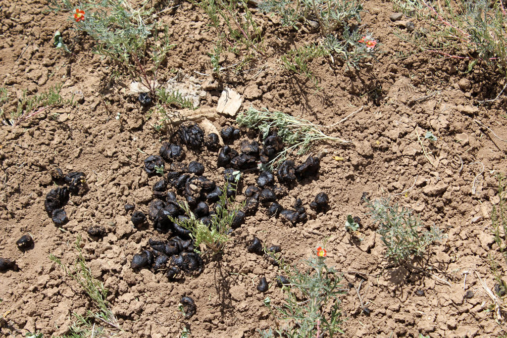 Homes for sale in Regina, NM | Tbd Bear Paw Valley Ranch, Regina, NM 87046 | MLS# 1086854