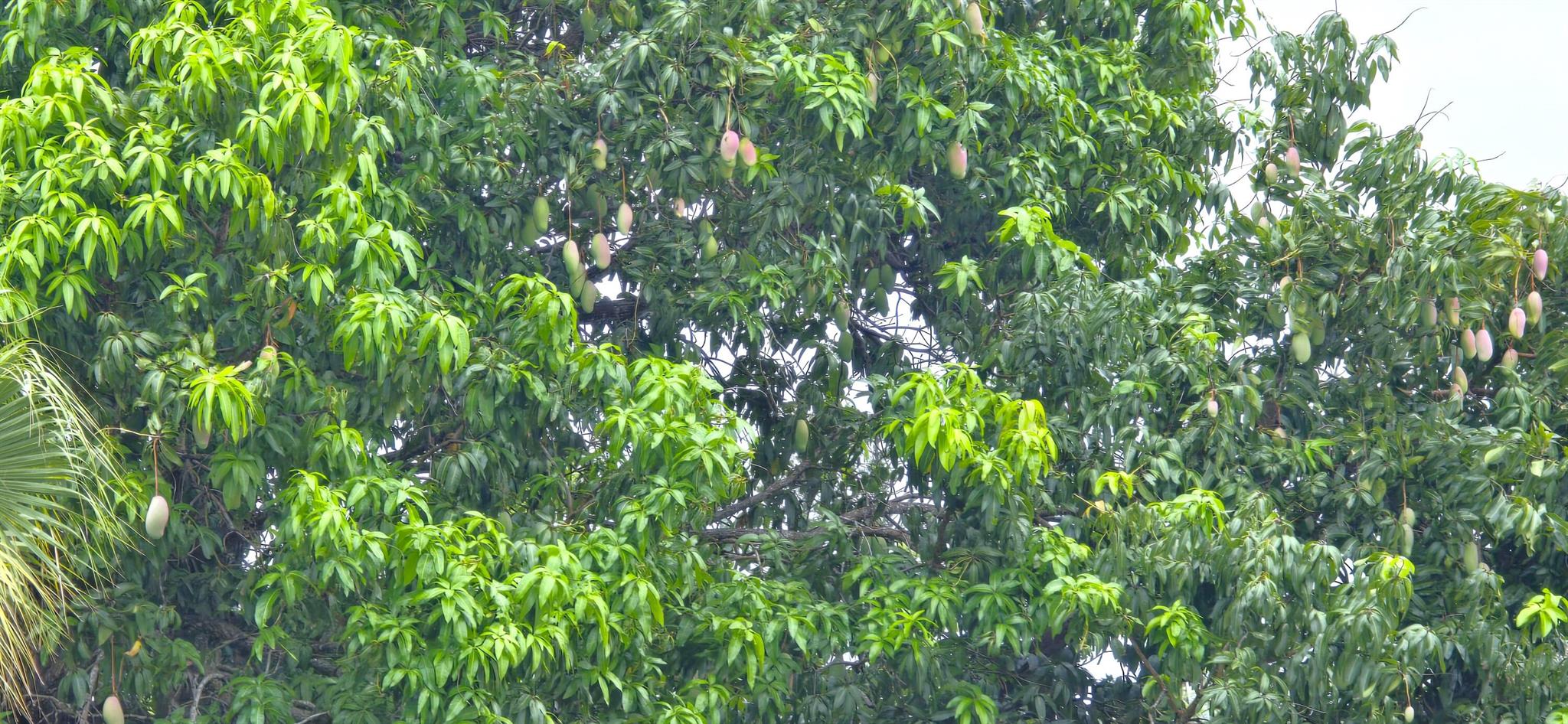 Homes for sale in Port St Lucie, FL | 147 N Naranja Avenue, Port St Lucie, FL 34983 | MLS# R11103243