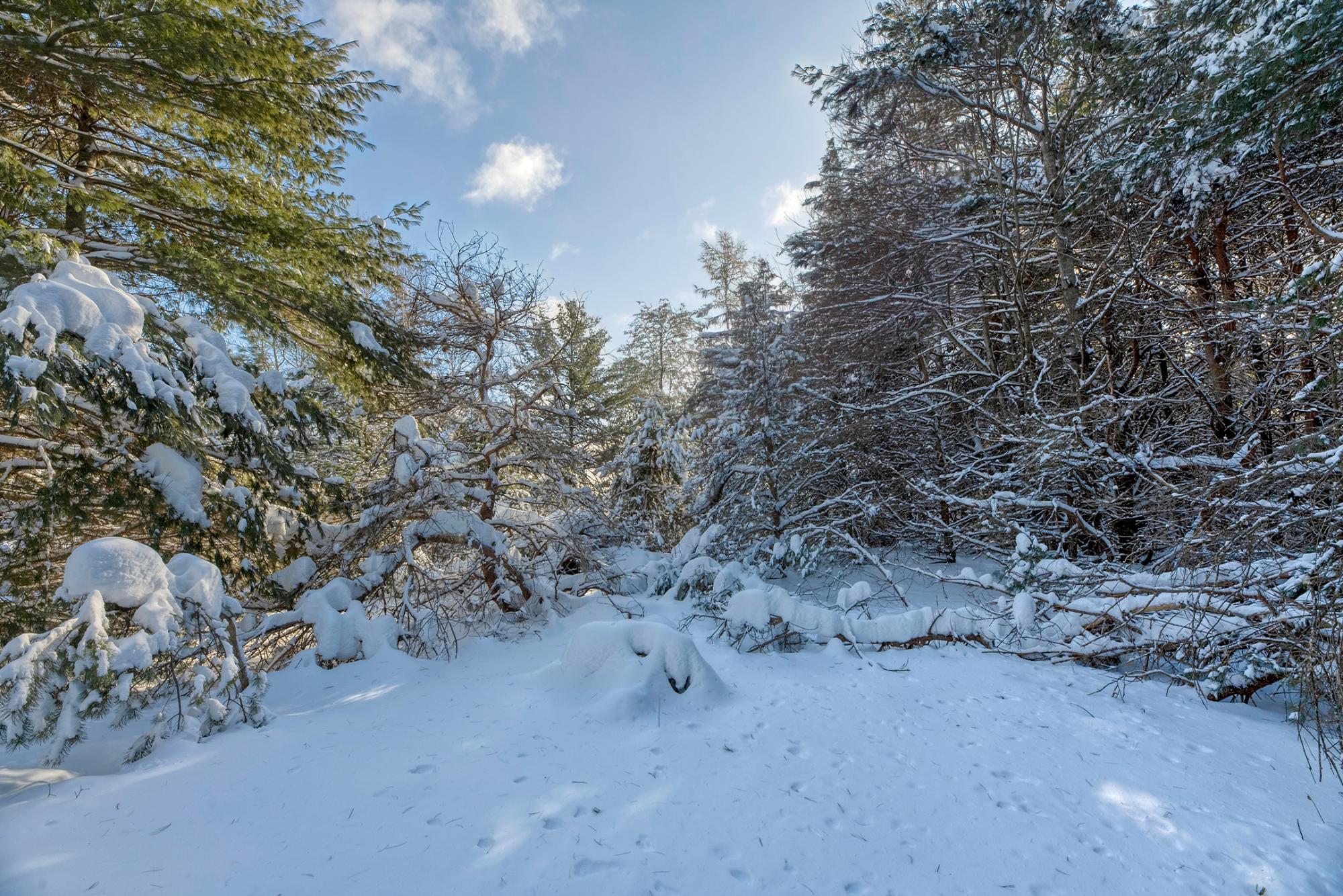 Undocumented Lake Property Off Hwy 45 Photo 10