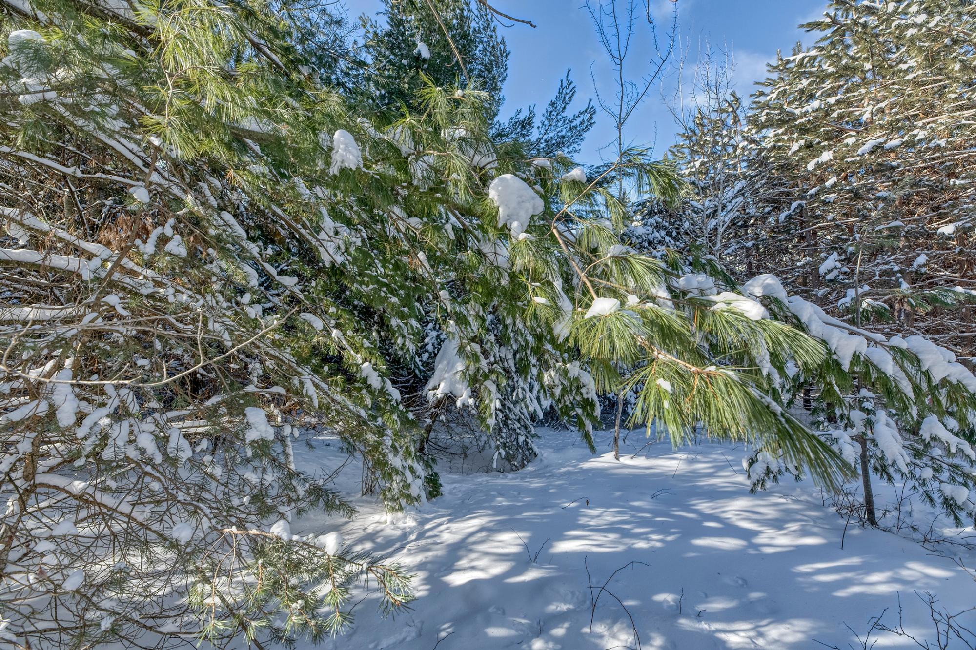 Undocumented Lake Property Off Hwy 45 Photo 11