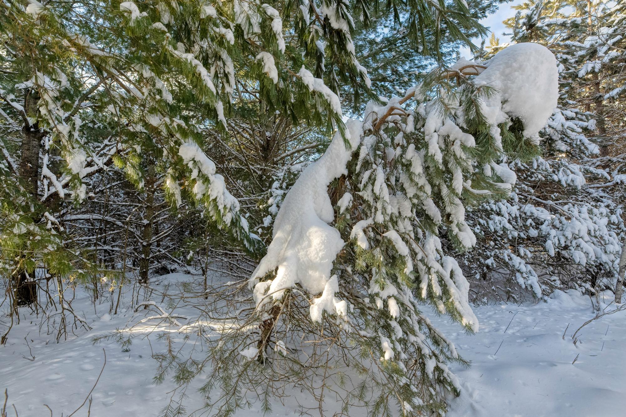 Undocumented Lake Property Off Hwy 45 Photo 12