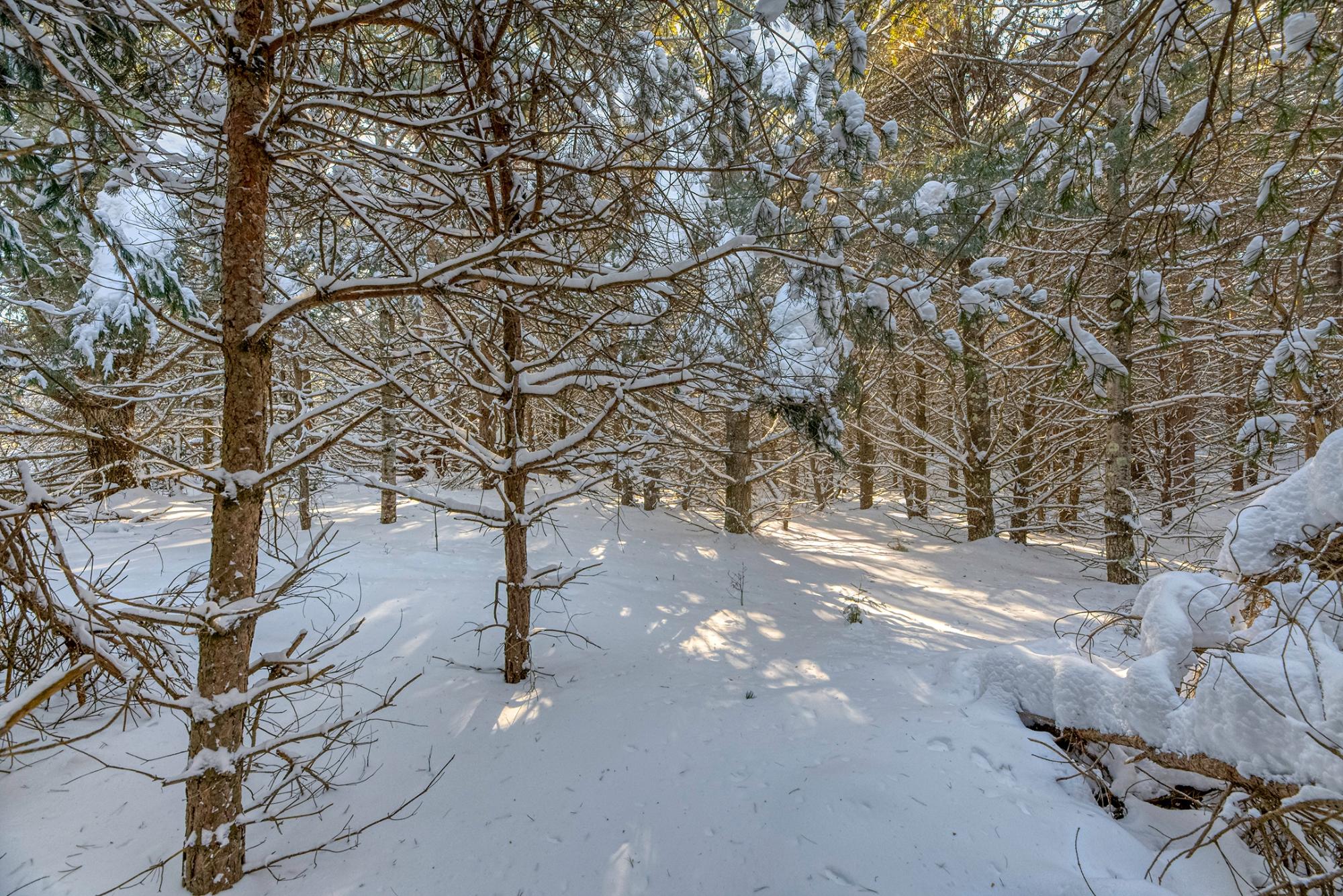 Undocumented Lake Property Off Hwy 45 Photo 13