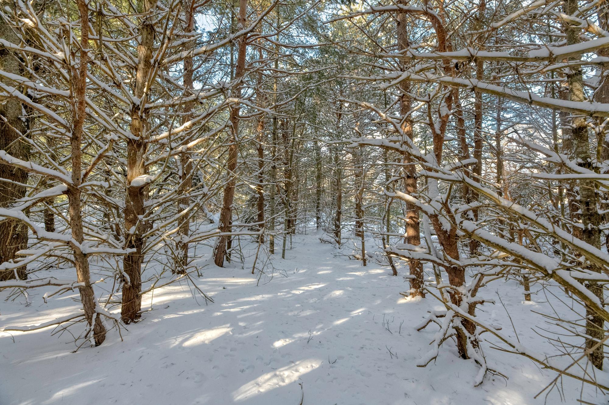Undocumented Lake Property Off Hwy 45 Photo 14