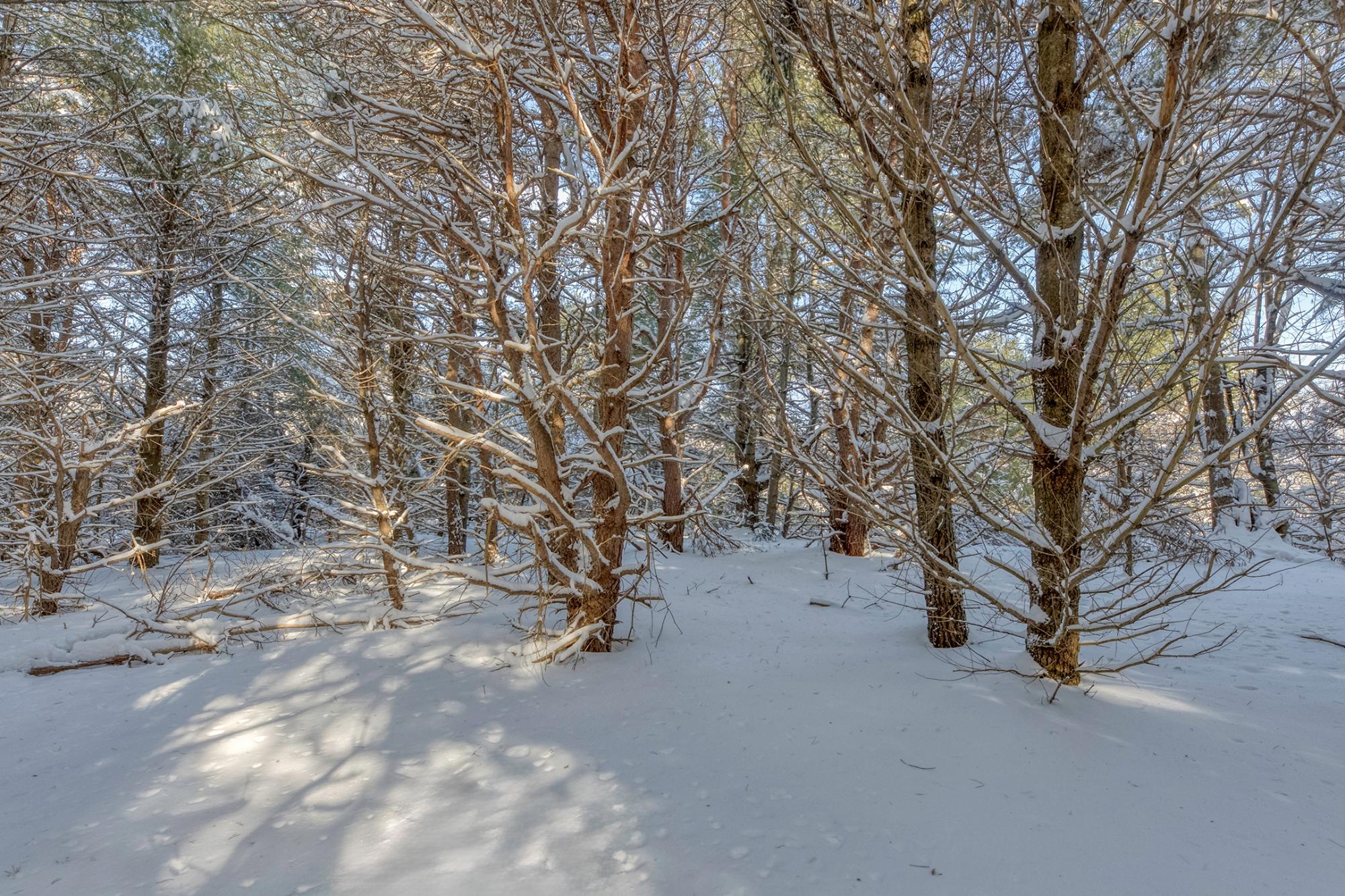 Undocumented Lake Property Off Hwy 45 Photo 3
