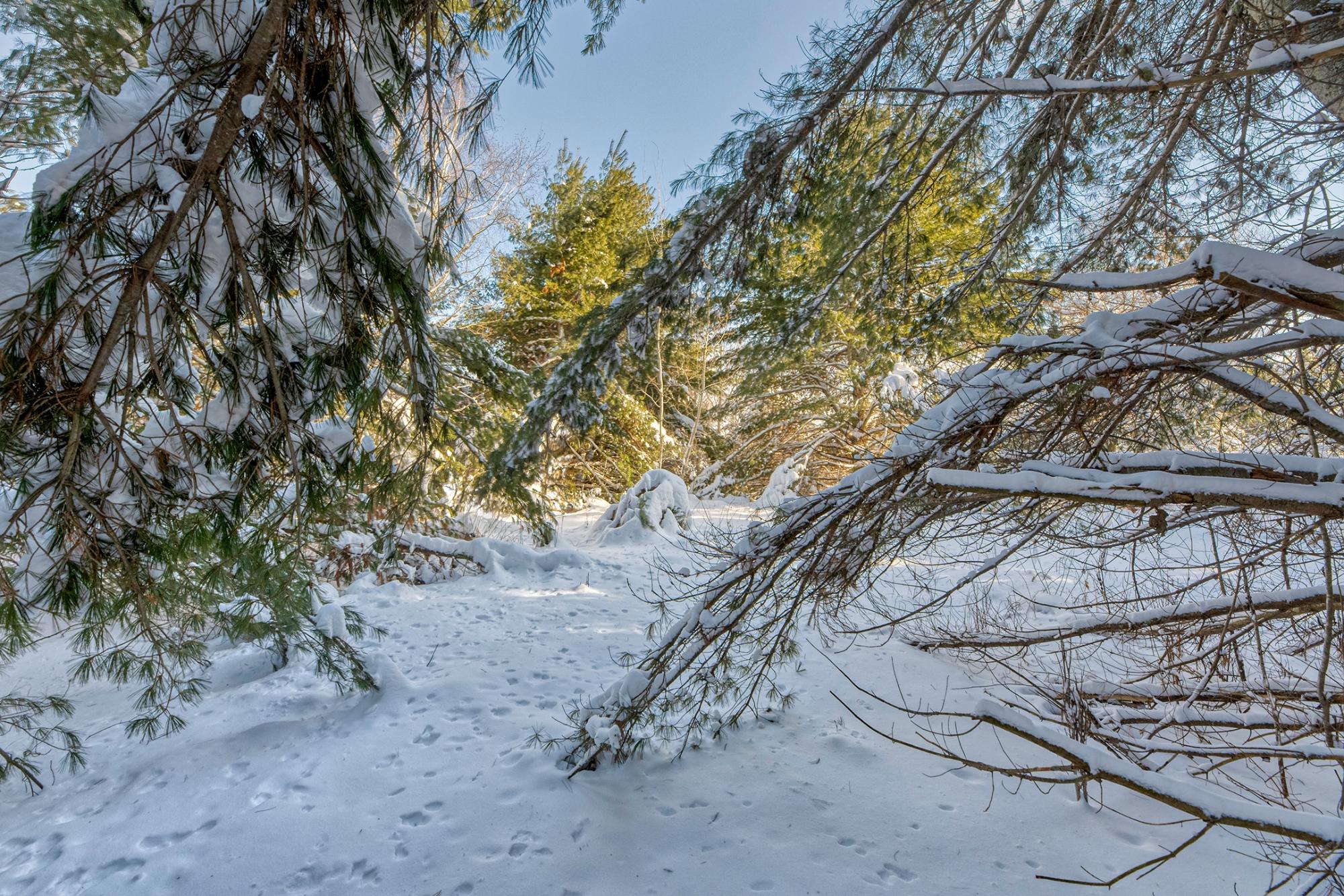 Undocumented Lake Property Off Hwy 45 Photo 8