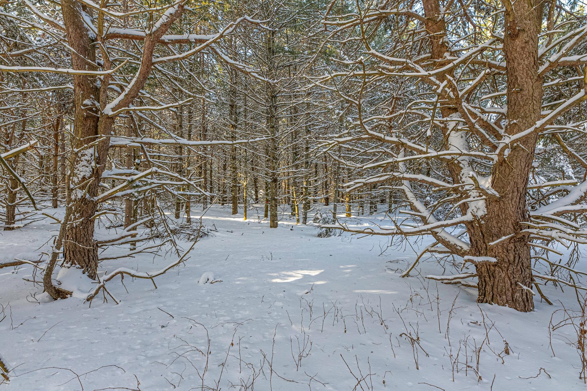 Undocumented Lake Property Off Hwy 45 Photo 10