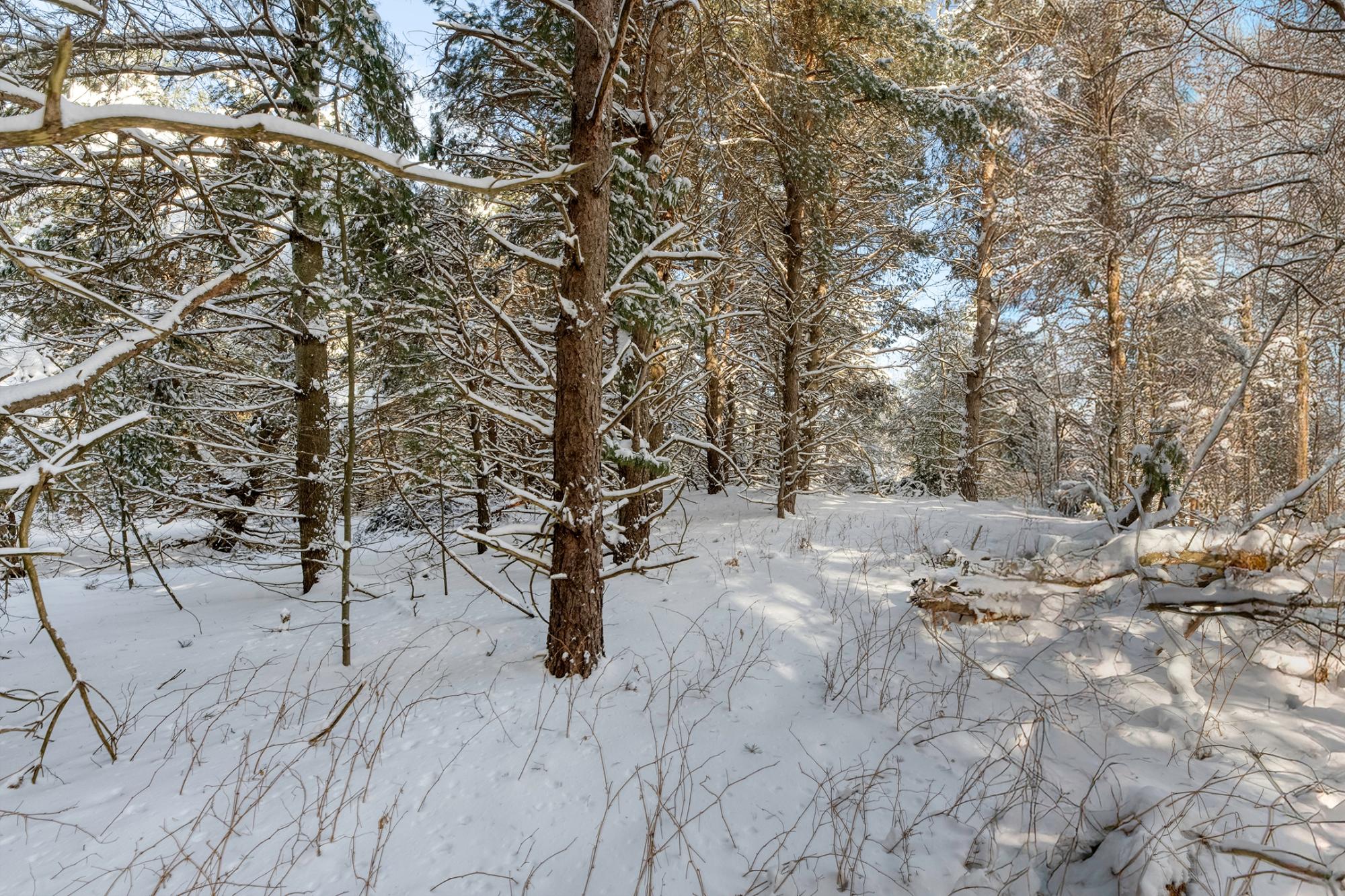 Undocumented Lake Property Off Hwy 45 Photo 11