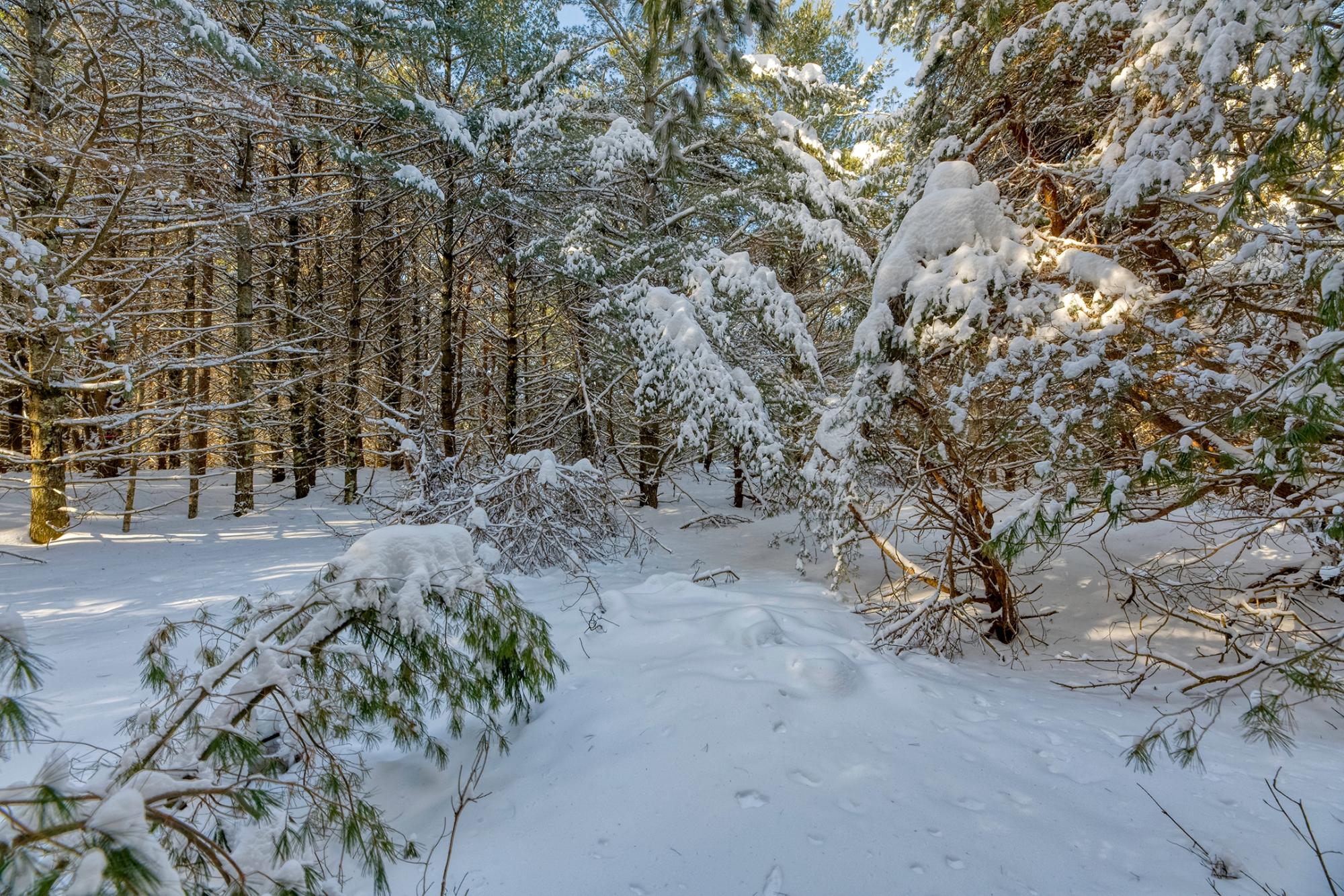 Undocumented Lake Property Off Hwy 45 Photo 13