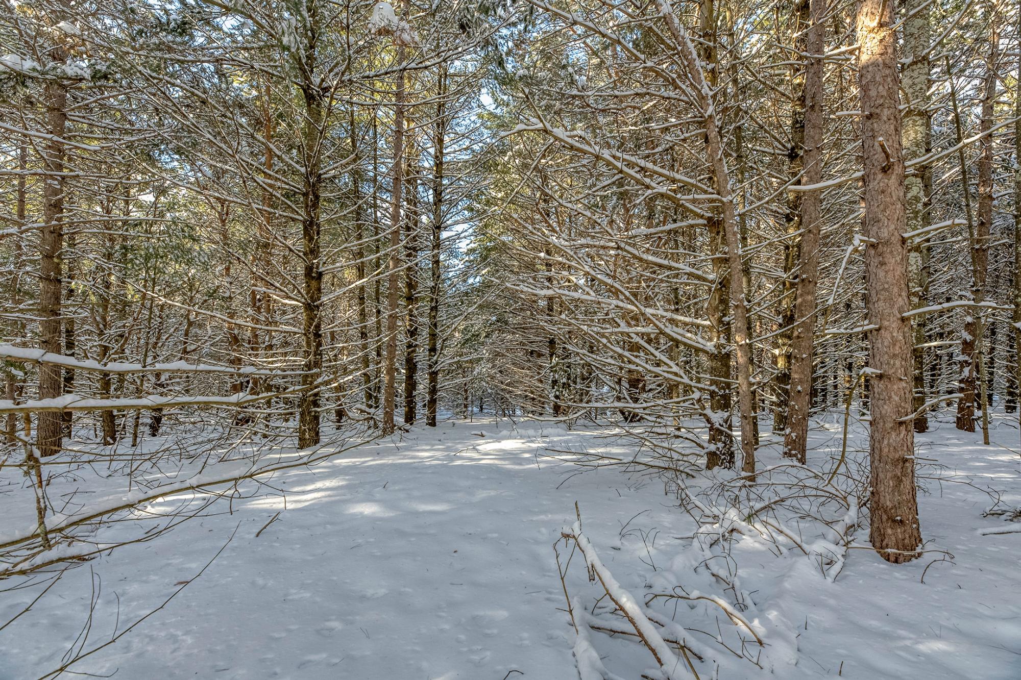 Undocumented Lake Property Off Hwy 45 Photo 3