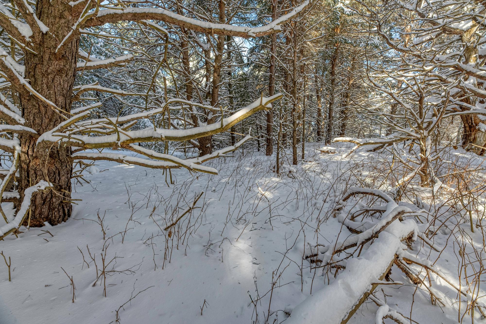 Undocumented Lake Property Off Hwy 45 Photo 9