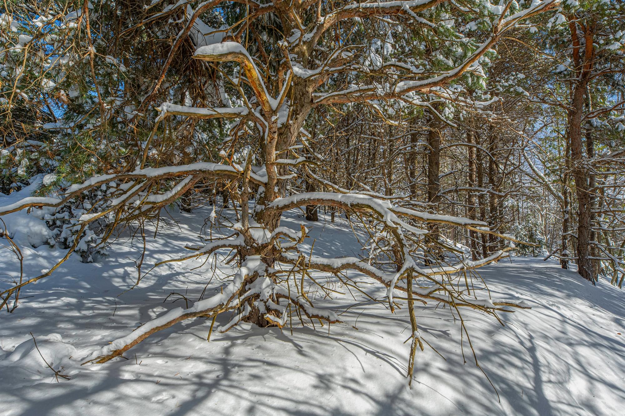 Undocumented Lake Property Off Hwy 45 Photo 10
