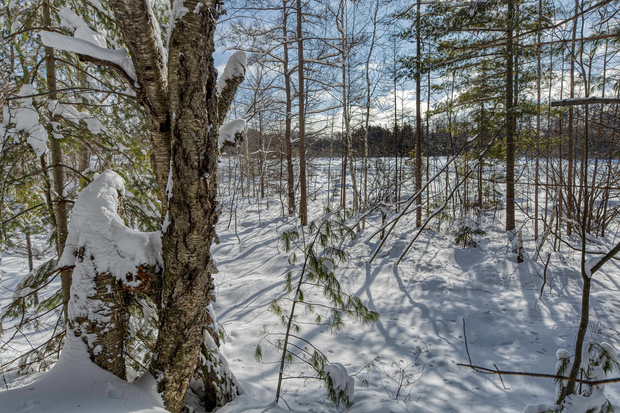 Undocumented Lake Property Off Hwy 45 Photo 12