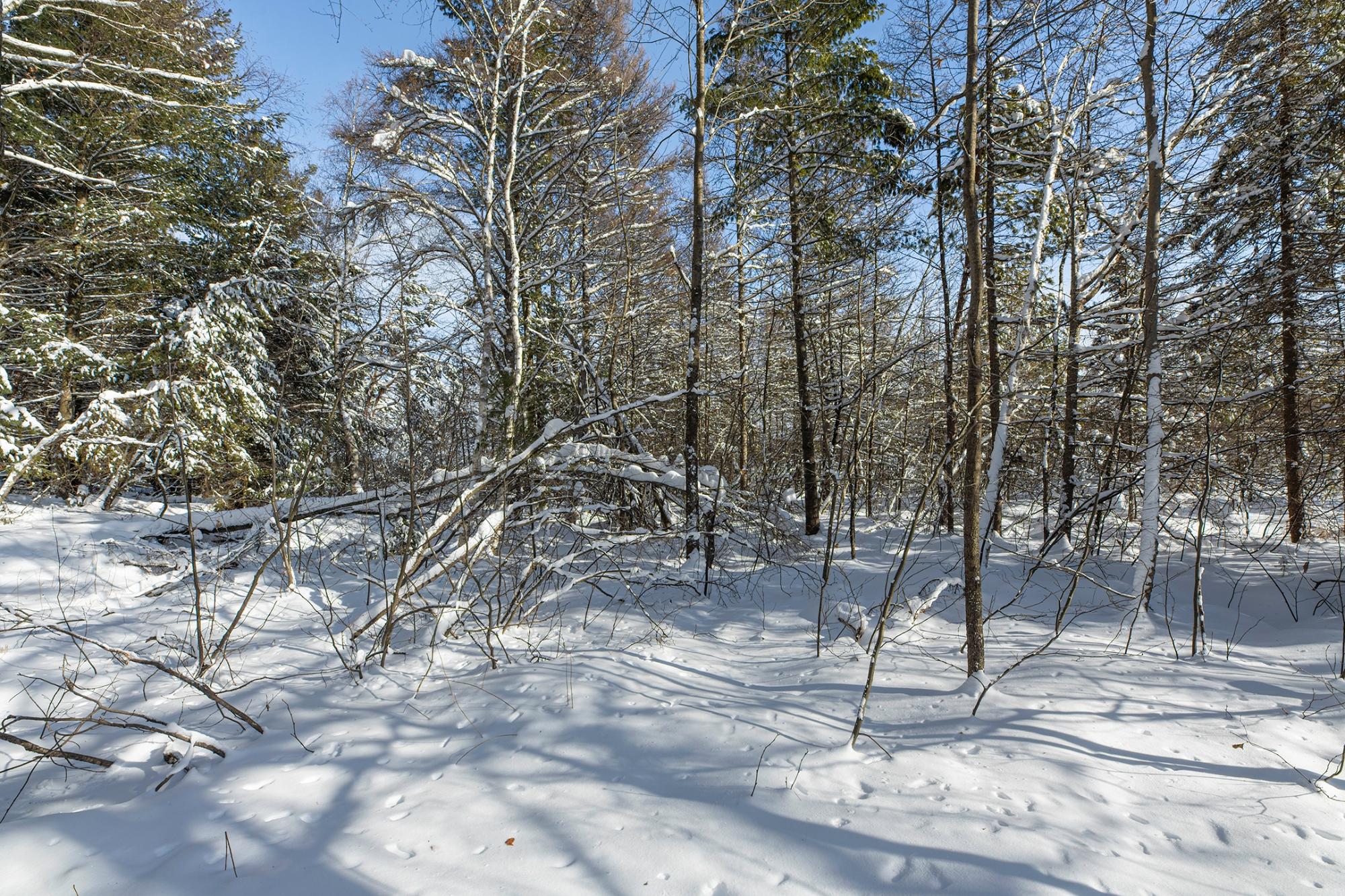 Undocumented Lake Property Off Hwy 45 Photo 13