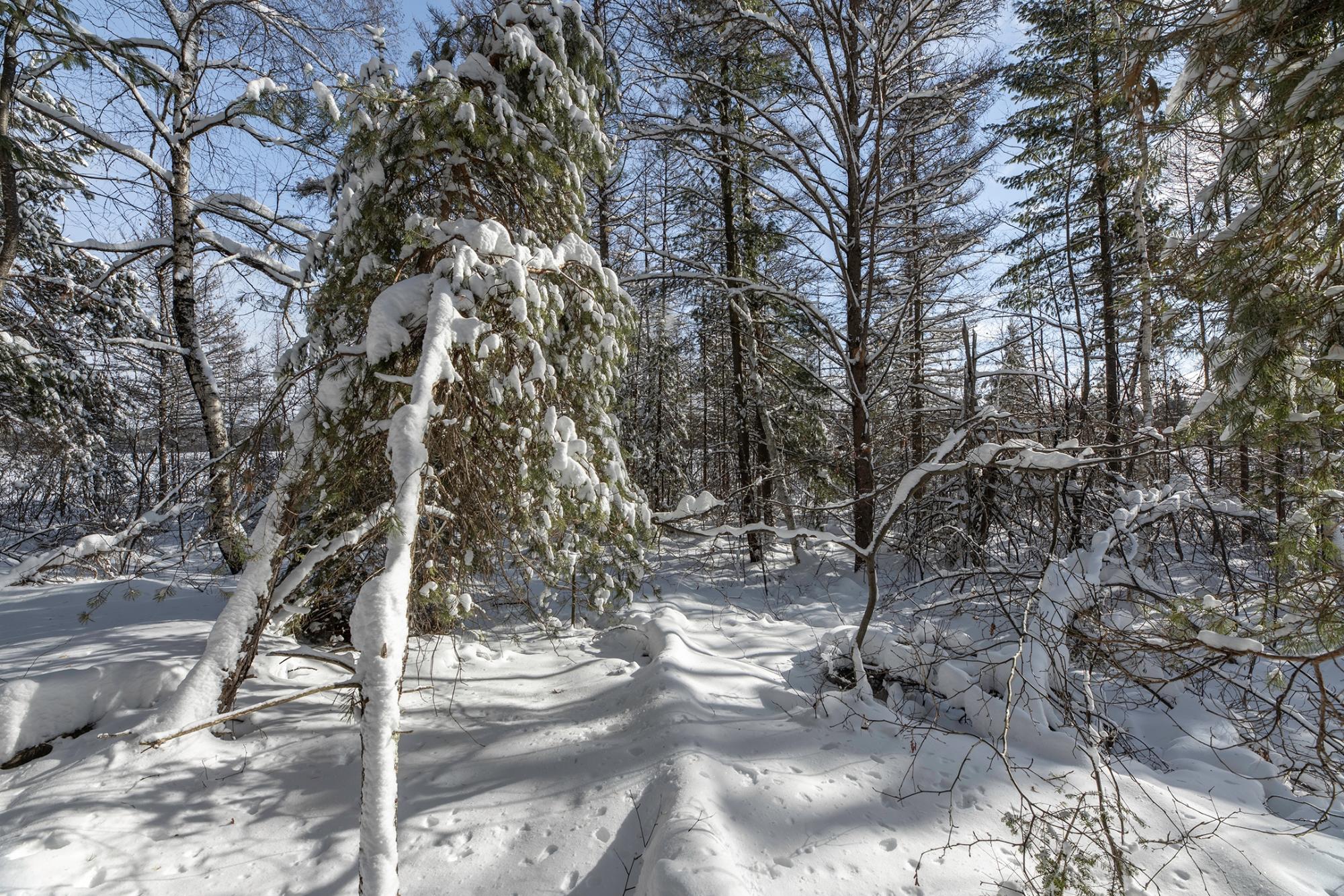 Undocumented Lake Property Off Hwy 45 Photo 14
