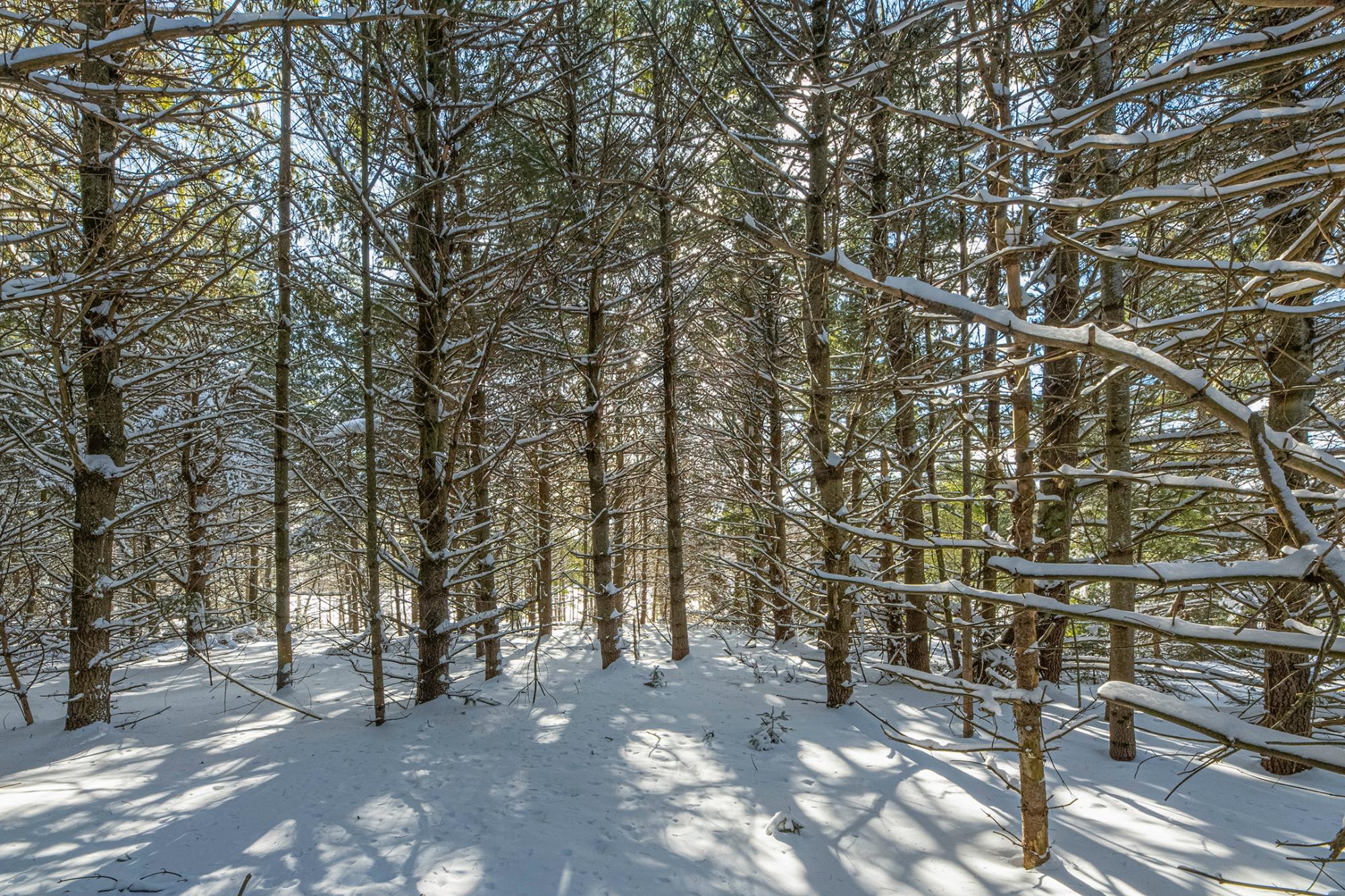 Undocumented Lake Property Off Hwy 45 Photo 5